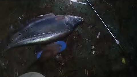 Cá thác lác cườm khủng 7kg tại Hồ gia ui xuân lộc đồng nai