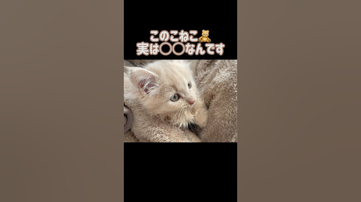 【特別⁉️】このこねこ、実は○○なんです