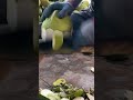 technique of peeling coconut skin  #shorts