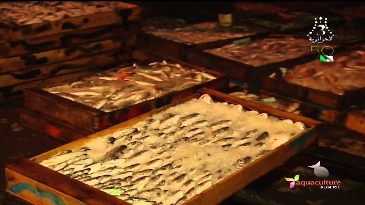 قطاع الصيد البحري والصناعة التحويلية للأسماك بولاية وهران   الجزائر ج1