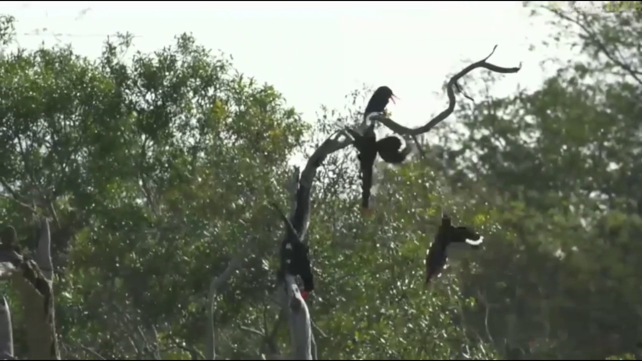 sindile faku May 02, 2017- Green Wood Hoopoe's birds with James