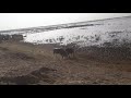 معركه فحوله جديده 2020