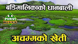 Download Lagu Badimalika खेतीबेती पाटन || बडिमालिकाको रहष्यमयी धानका गराहरू || Khetibeti Patan Tribeni Badimalika MP3