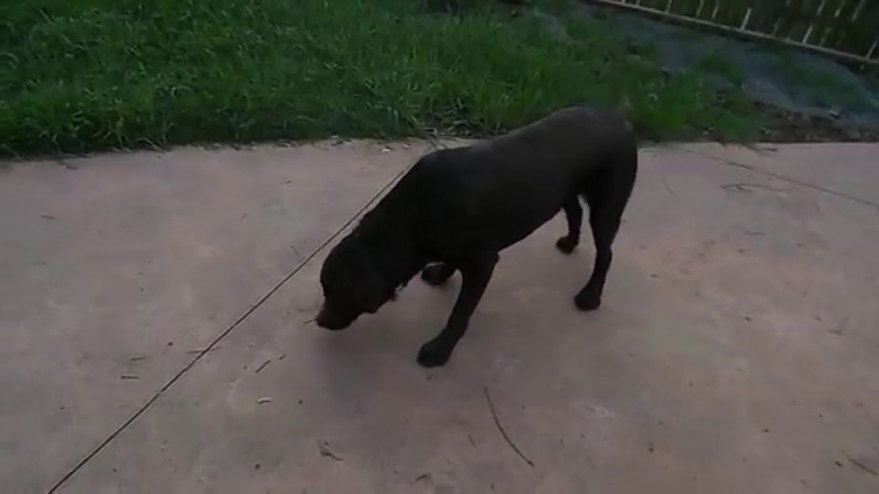 Dogfood eating competition Labrador vs 12 sausages YouTube