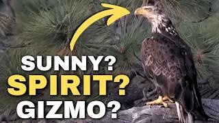 Is Jackie & Shadow’s Intruder One of Their Chicks?
