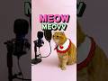 베니의 &lsquo;MEOW&rsquo; - MEOVV (미야오) cover by Benny the Cat #shorts