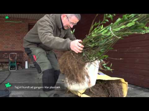 Video: Sådan Plantes Ahorn