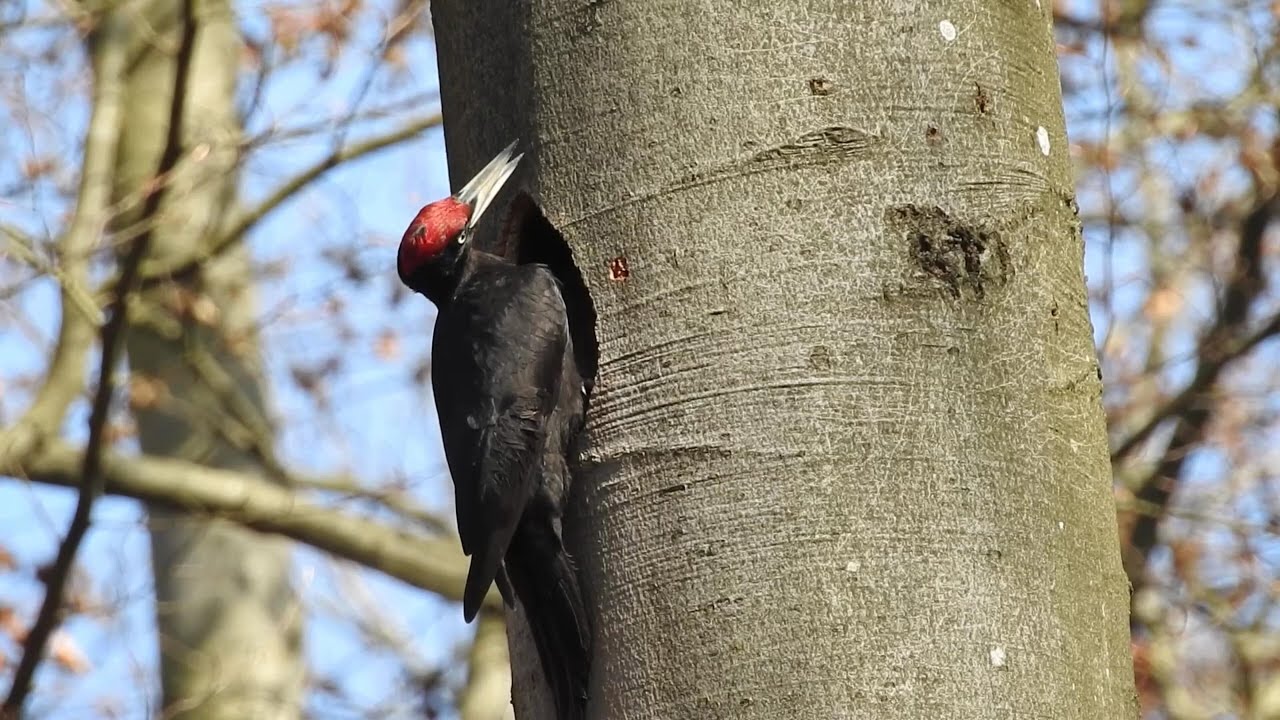 Black Woodpecker. Male. Schwarzspecht. Männchen beim Höhlenbau. Germany