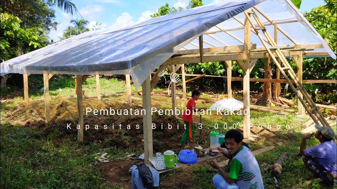 Pembuatan Pembibitan Kakao Menggunakan Plastik UV || Part 1