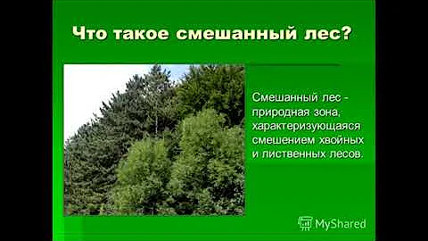 Животные смешанных лесов