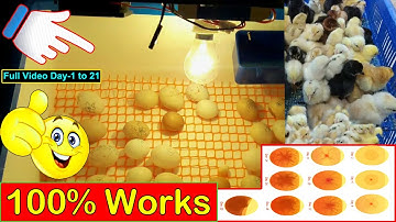 BEST EGG INCUBATOR | AMAZING DIY INCUBATOR RESULT DAY 1 TO 21 | CHICKEN INCUBATOR | YOU CAN DO THIS