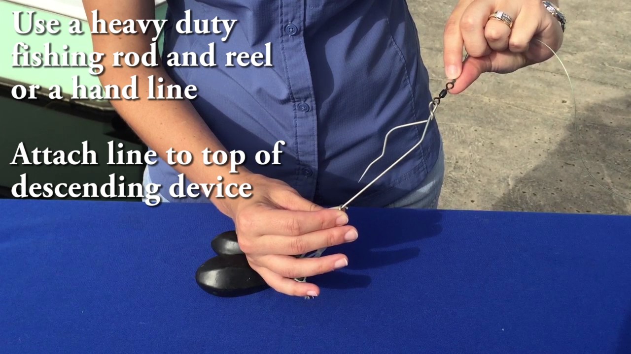 How to use a Shelton fish descender device 