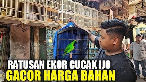 REJEKI MALAM !!! RATUSAN EKOR CUCAK IJO GACOR DIJUAL HARGA BAHAN DIKIOS SENDY PASAR PRAMUKA