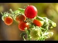 Выращивание овощей и ягод на балконе