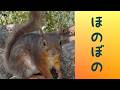 ご飯大好き ニホンリス🐿️ Japanese squirrel