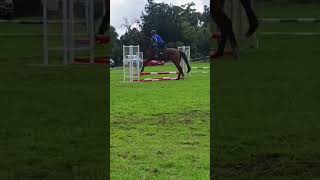 This was our first jump course!! #horse #equestrian #capcut #fypシ゚viral #trending #pony #jumping