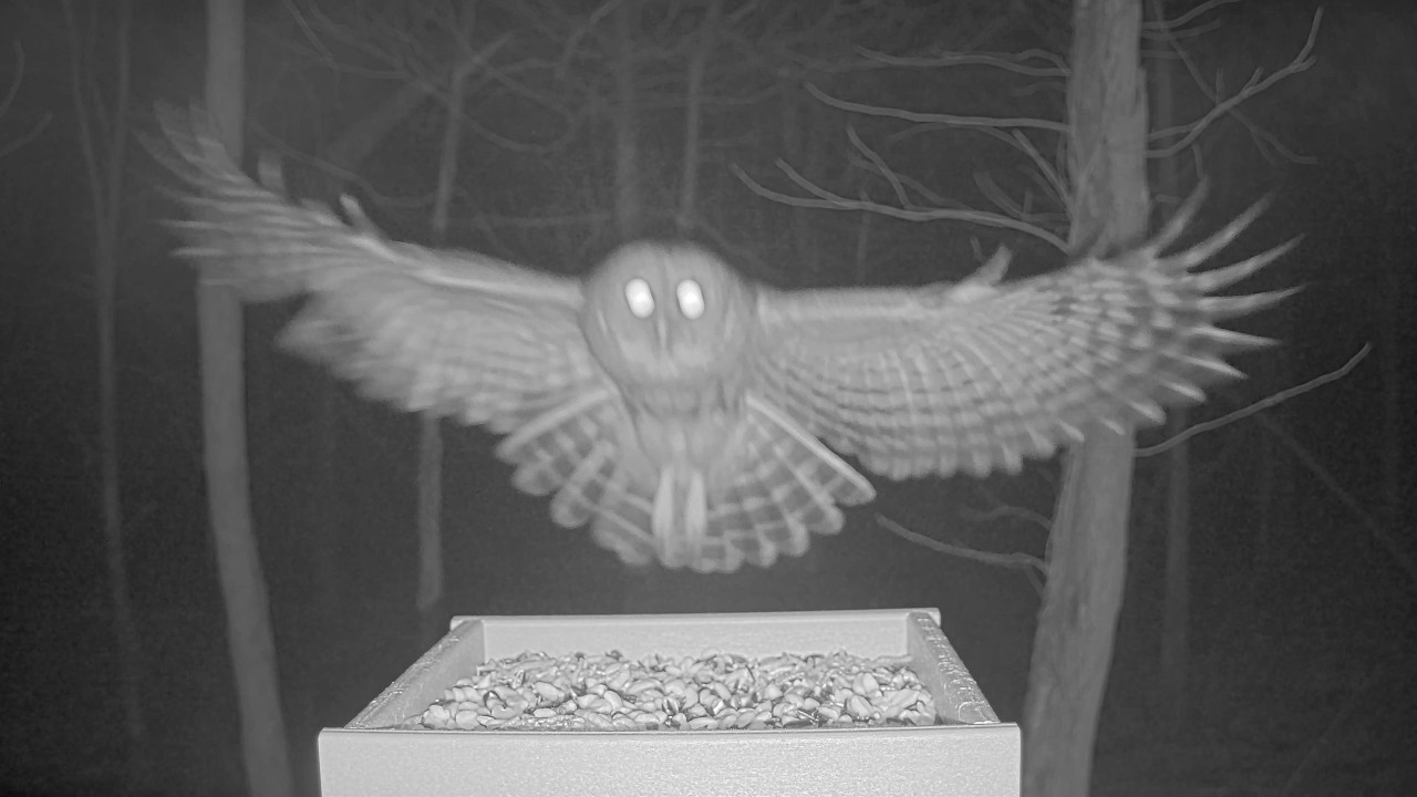Barred Owl Flies Through the Woods and Lands Right on the Camera! 🦉