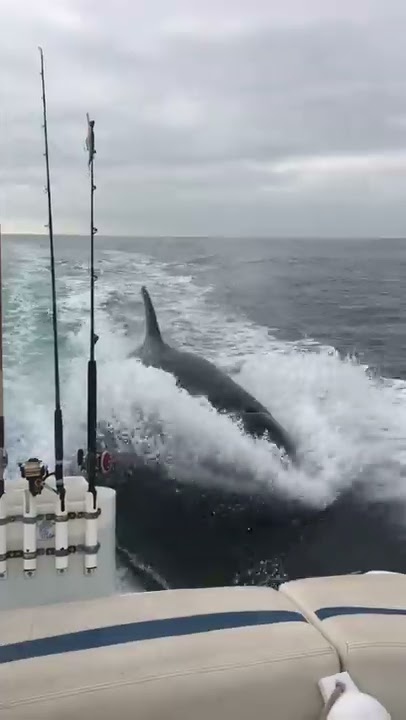 Killer whales surprise fishermen off the California coast!