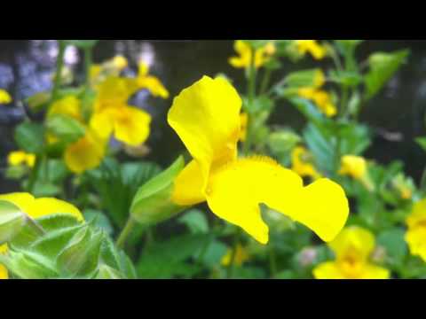 Common Monkey-Flower (Mimulus Guttatus) - 2012-07-02