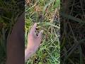 animals in the grass #wildlife #animallife #animals #explore #nature #cute #birds