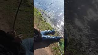 MASSIVE WHITE CARP WITH A CARROT TOP!!!part 1!