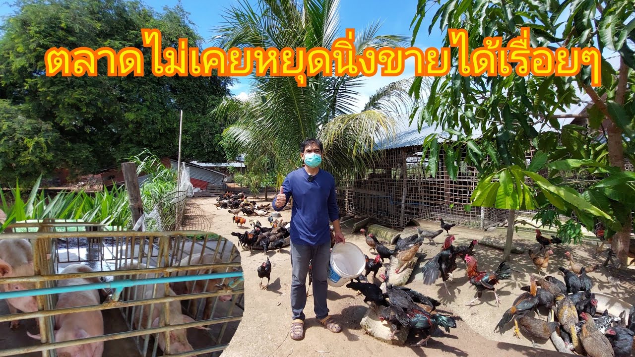 การเลี้ยงไก่บ้านขาย  2022 Update  จากงานประจำ หันมาทำอาชีพเสริม เลี้ยงไก่พื้นบ้าน มีเท่าไหร่ก็ไม่พอขายโทร.0837394992