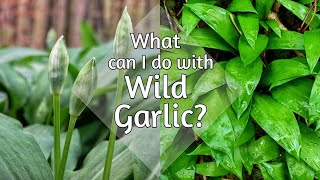 Top things to do with Wild Garlic (That don