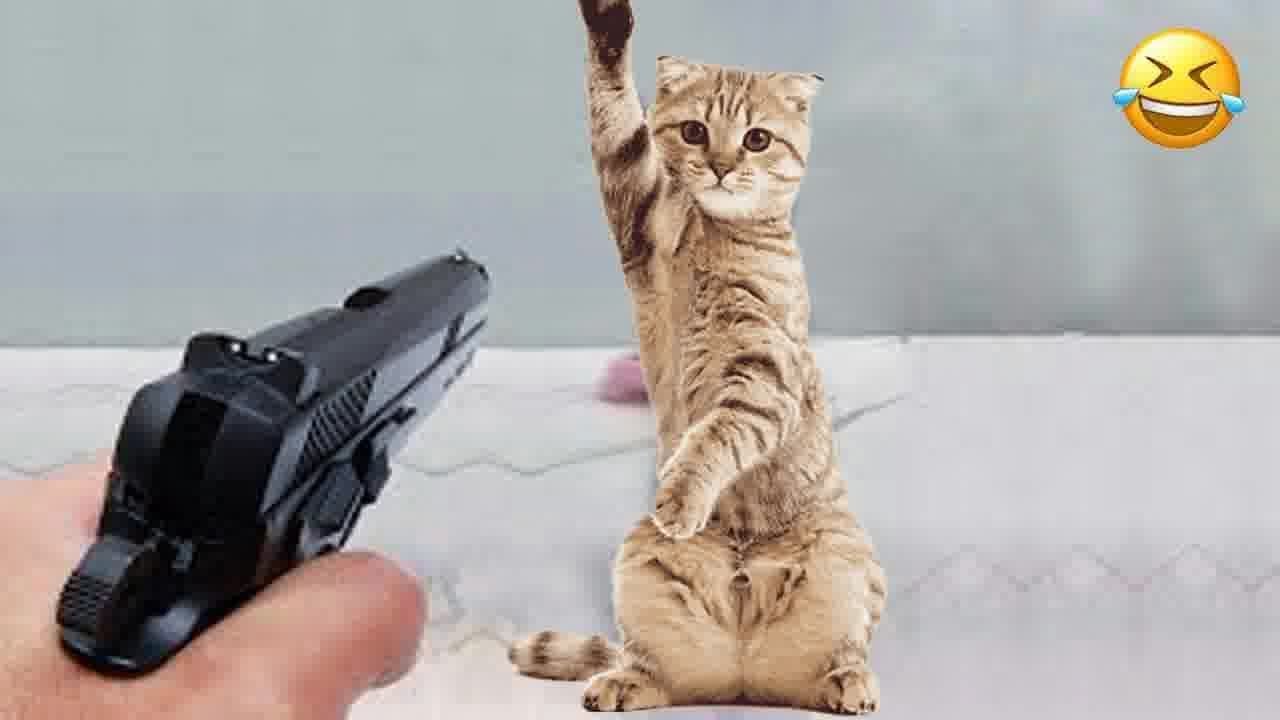 Top 10 Funniest Cat Reactions You Have to See 😆😍 Funny Animal Videos