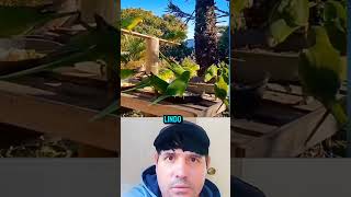 #pássaros na natureza #lindo demais #segue para #mais