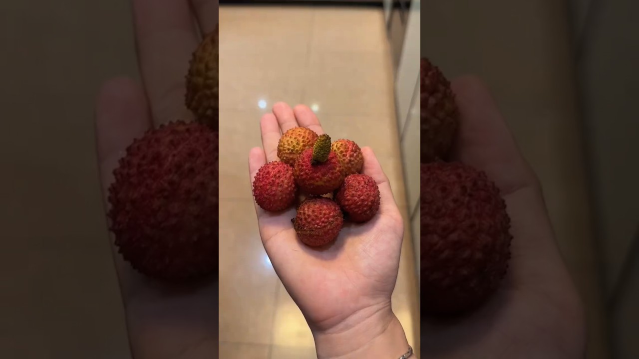 都说“一把荔枝三把火”煮熟的荔枝刚好恰恰相反,特别是这样配搭 #四神汤 #健康 #荔枝 #食疗小妙招 #健脾