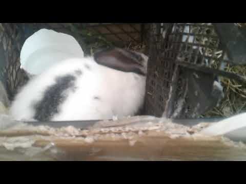 ბოცვრისთვის საკვებად უარგისი მცენარეები