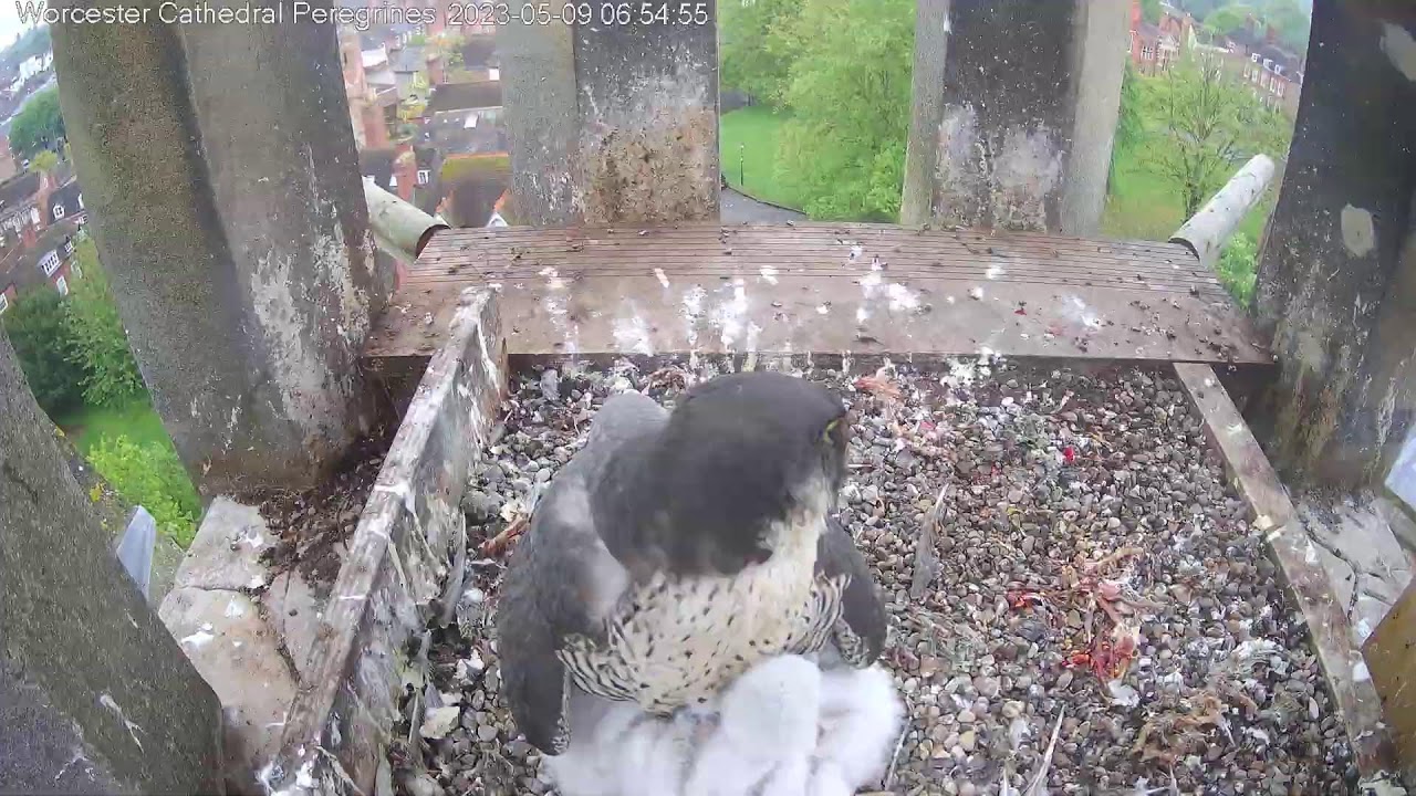 Worcester Cathedral Peregrines Live Stream
