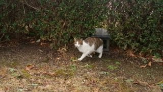 【地域猫】寒波襲来、公園猫ちゃん達みんなハウスにとじ込もっています。【野良猫】