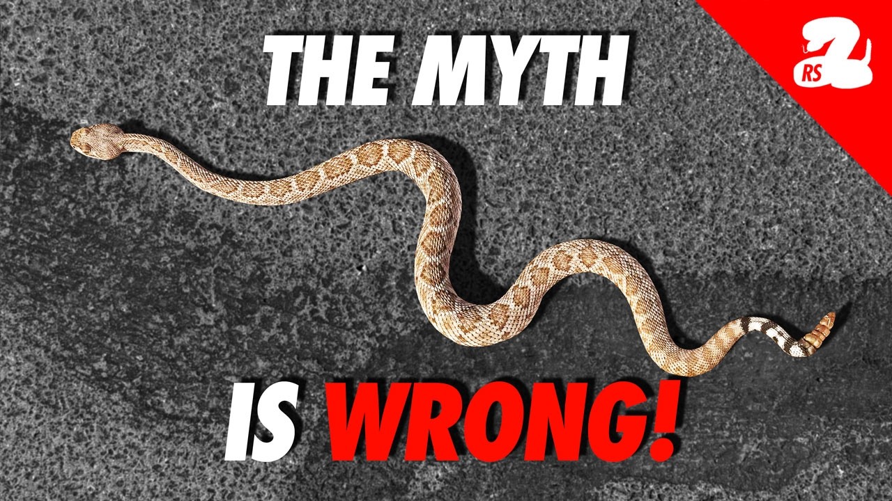 The Truth About Rattlesnakes and Heat