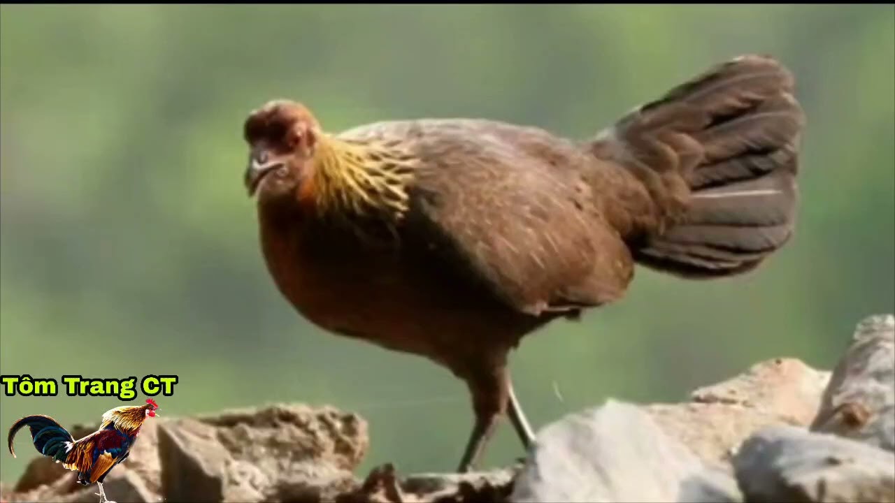 Tiếng gà mái rừng kêu kích bổi cực nhạy mới nhất 2023. @tomtrang