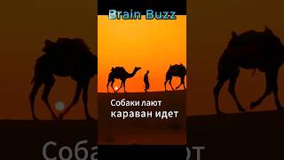 Что означает собаки лают караван идет #лайфхаки #развлечения #познавательное #luxurylife #история