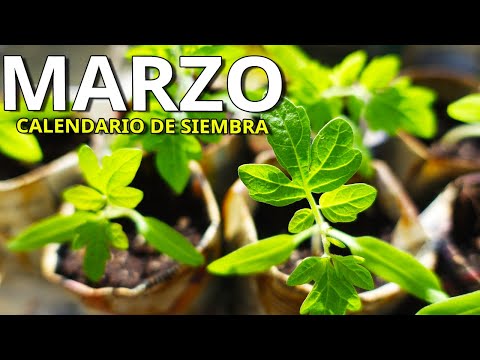 Video: Siembra de semillas de hortalizas: inicio de semillas en el interior frente a siembra directa en el exterior