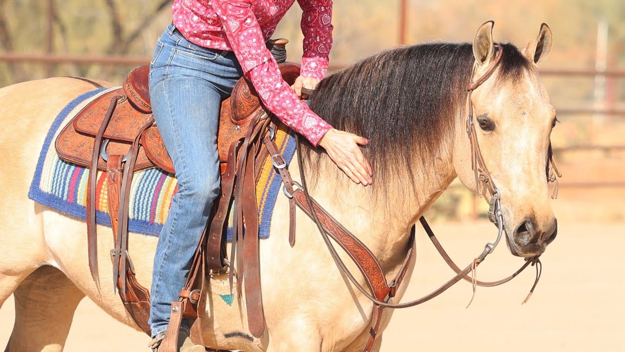 Fancy- Sarah McKibben Cowgirl Cadillacs Horse Sale