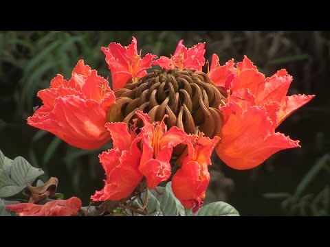 Spathodea campanulata African tulip tree