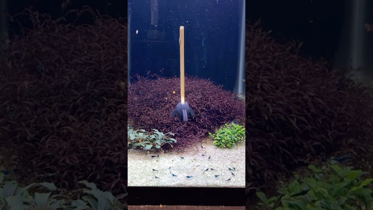 I Dropped a Shrimp Stick Into My Red Moss Tank❗️#caloglossabeccarii #shrimptank #shrimpbreeder #moss
