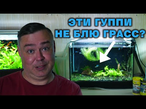 Видео: Что с рыбой мечты? Почему долго не было роликов? Это не Блю Грасс?