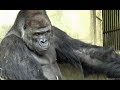 いちいちカッコイイ、イケメンゴリラ！東山動物園 シャバーニ　Handsome gorilla