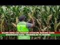 KILIMO CHA MAHINDI I MAANDALIZI YA SHAMBA LA MAHINDI 