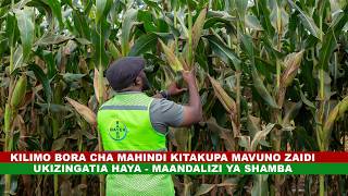 KILIMO CHA MAHINDI I MAANDALIZI YA SHAMBA LA MAHINDI