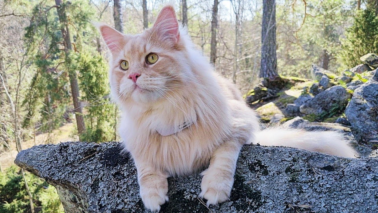 Maine Coon Cat - Adventure to Ancient Ruins on the Mountain - YouTube