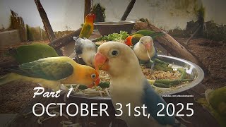 Lovebirds Mealtime Special For October 31st 2025 Part 1