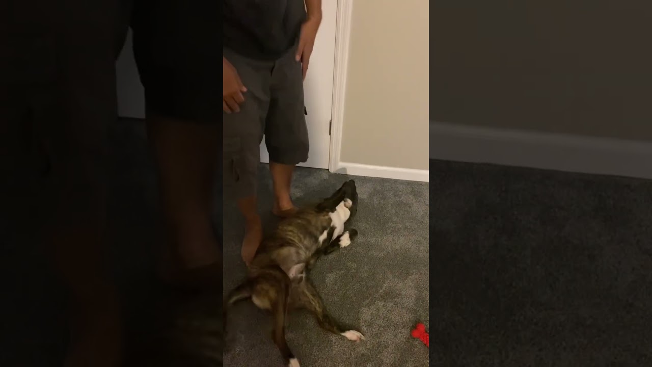 Mylo’s Opp: The Crate