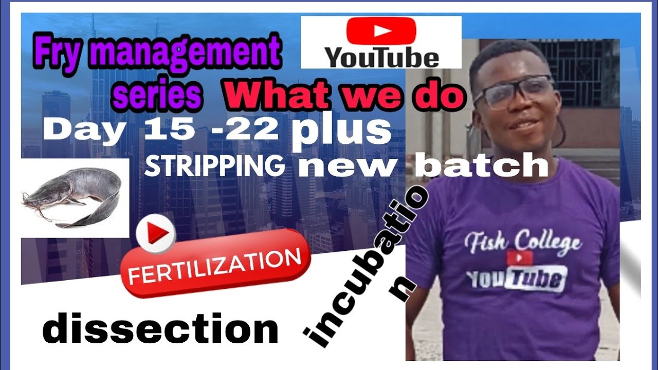Catfish Fry management series,day 1522,New batch stripping,dissection