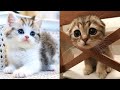 Baby Cats - Cute and Funny Cat Videos Compilation #18 | Aww Animals
