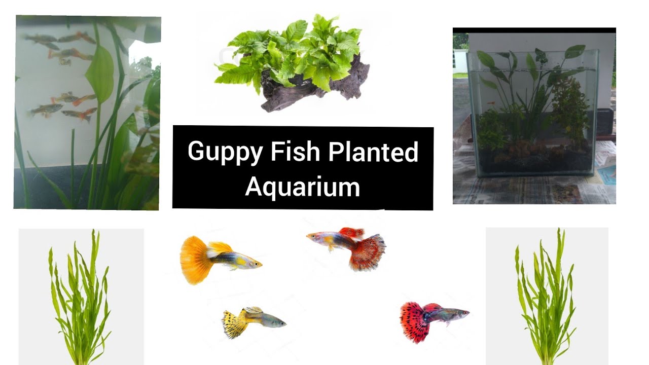 Our new Guppy aquarium setup 🐠🐠🐟🐟 YouTube